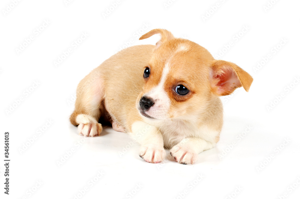 Funny puppy Chihuahua poses Funny puppy Chihuahua poses