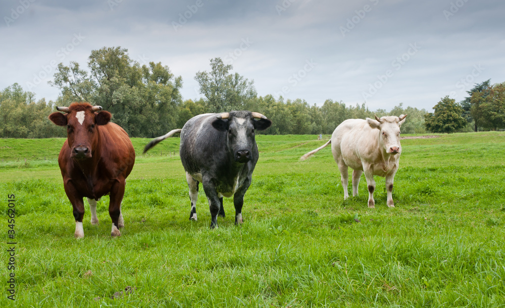 Group picture of three different colored cows
