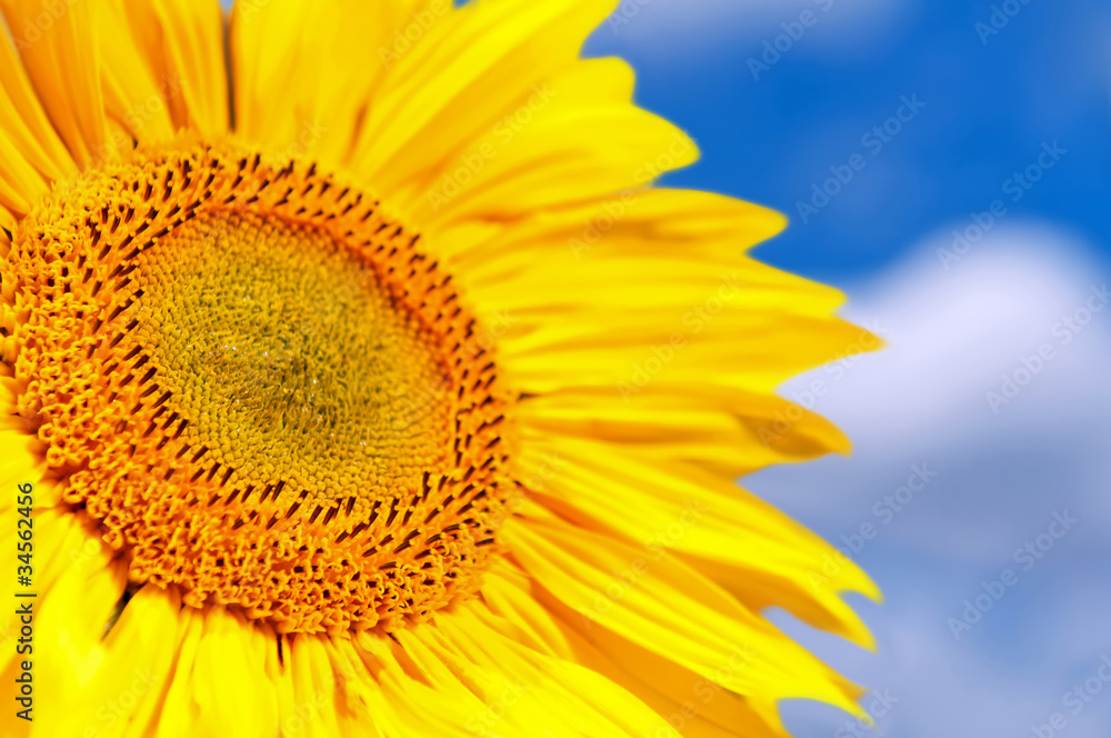 Naklejka premium Sunflower