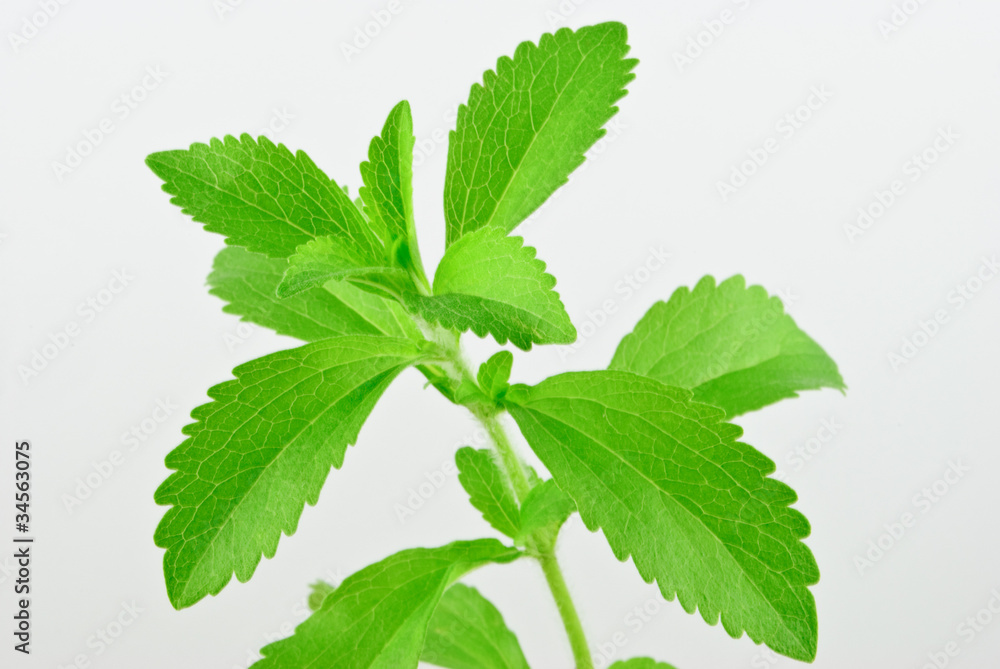 Stevia Stevia
