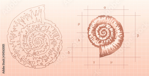 nautilus graphic