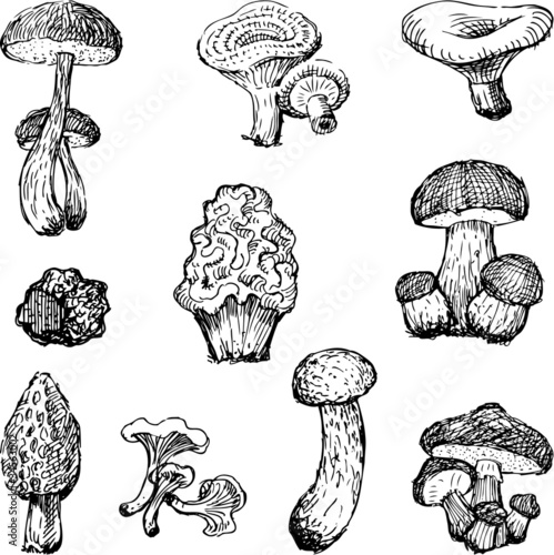 Mushrooms