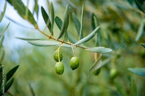 olives sur un olivier