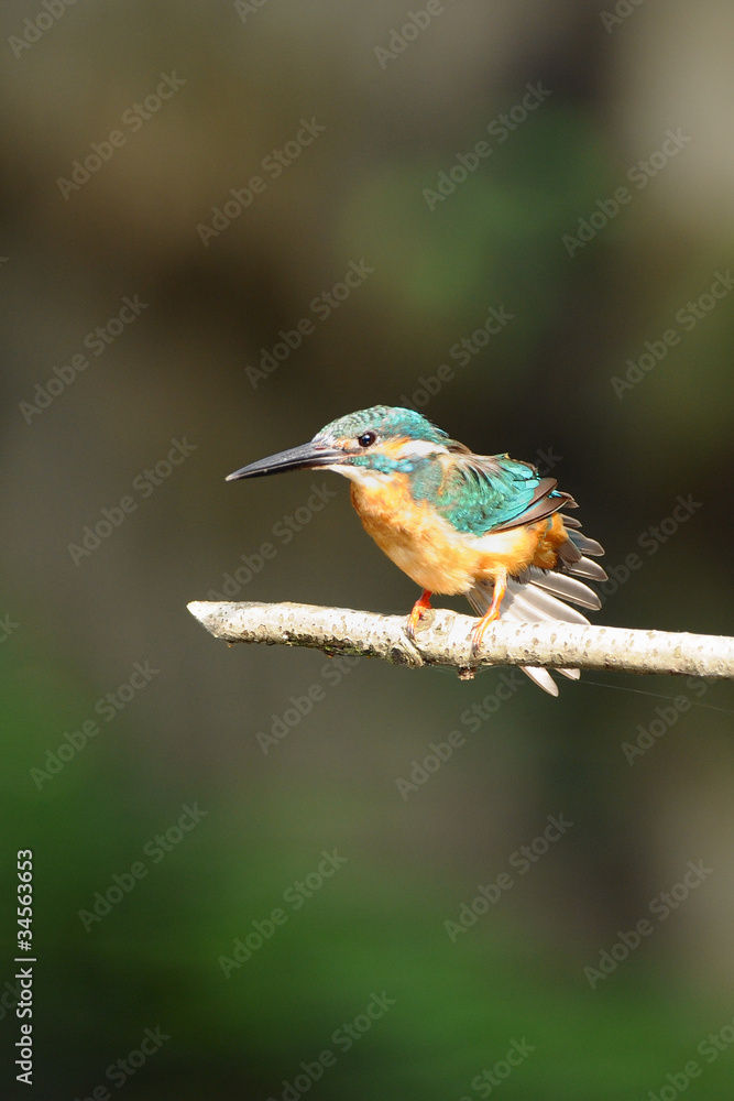 Fototapeta premium 伸びをするカワセミ