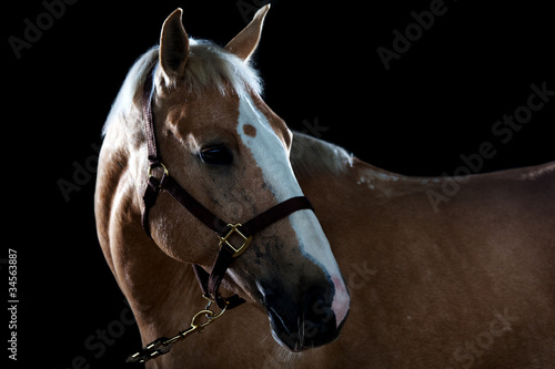 Photos Portrait of a horse