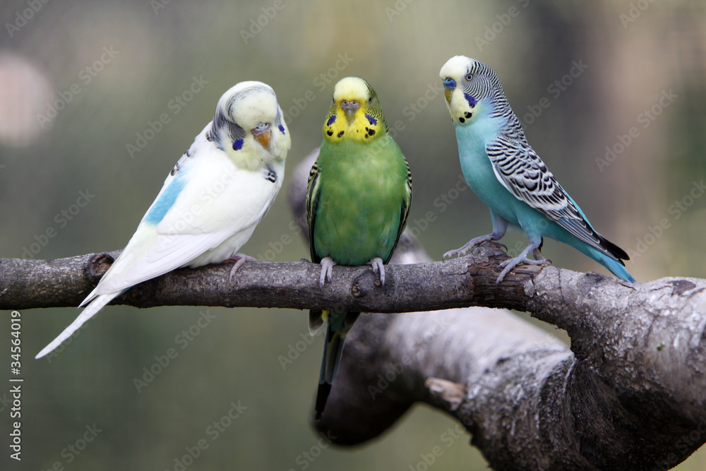 Obraz premium Drei Wellensittiche auf einem Ast