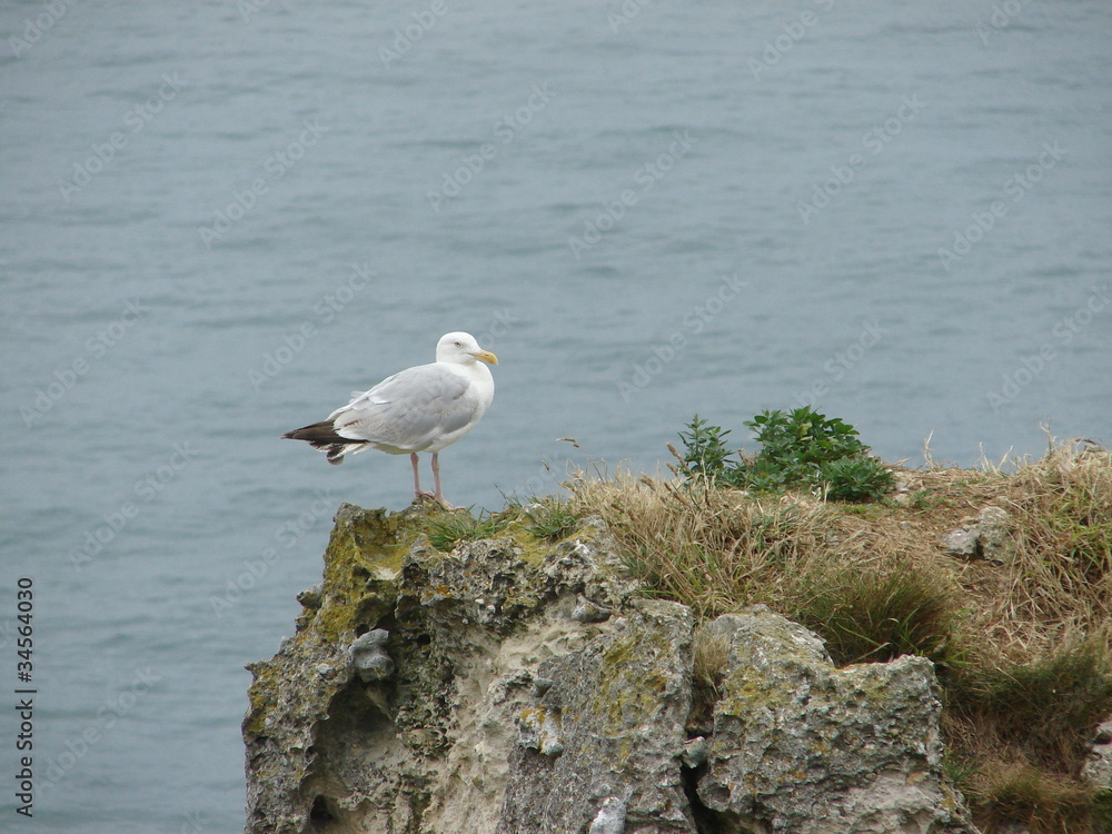 mouette etretat