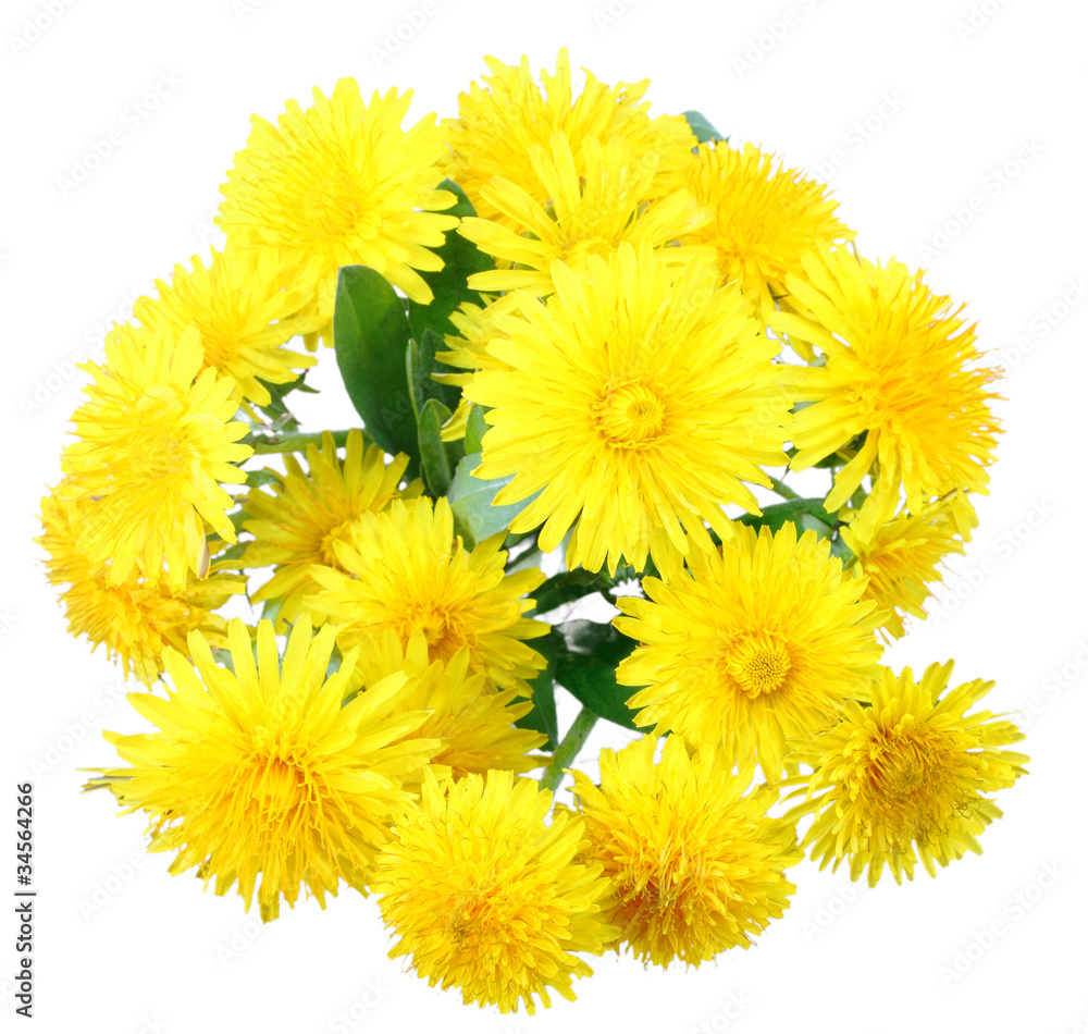 Bouquet of yellow flowers of dandelion Bouquet of yellow flowers of dandelion