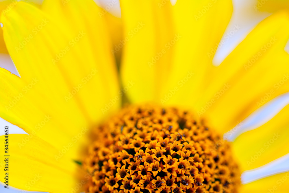 Rudbeckia Rudbeckia