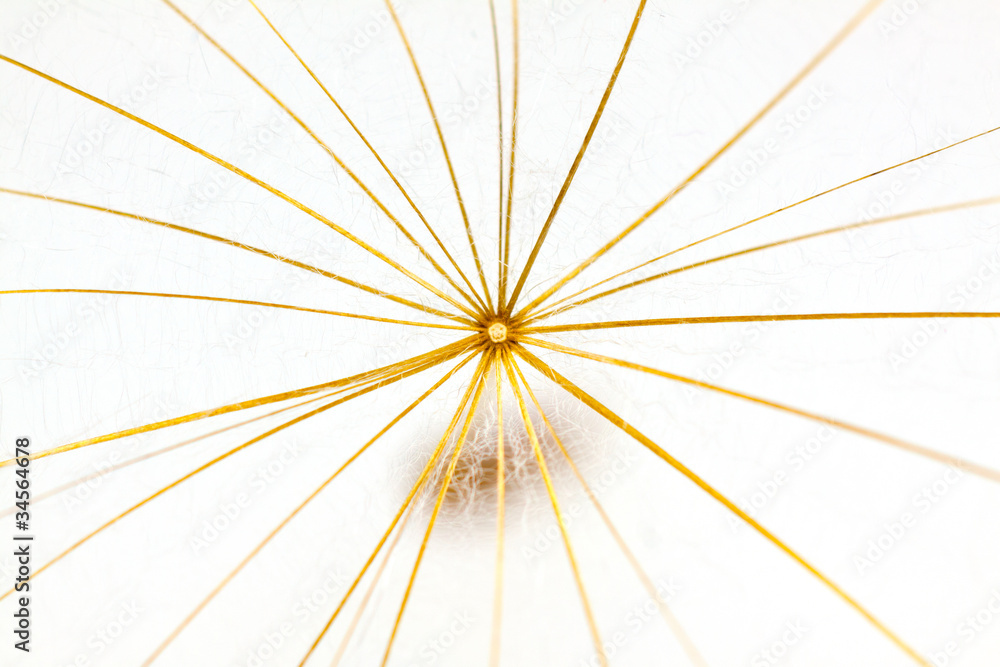 Obraz premium Pusteblume