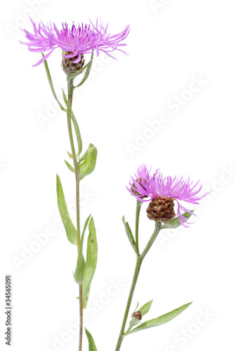 Cornflower (Centaurea scabiosa)