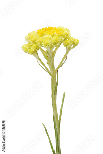 Helichrysum arenarium also known  as dwarf everlast