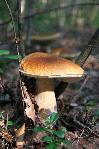 Edible Boletus Edulis mushroom in the forest