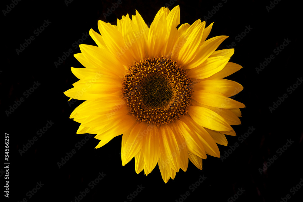 Fototapeta premium Sonnenblume vor schwarz