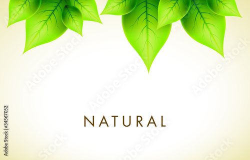 Vector Natural Design