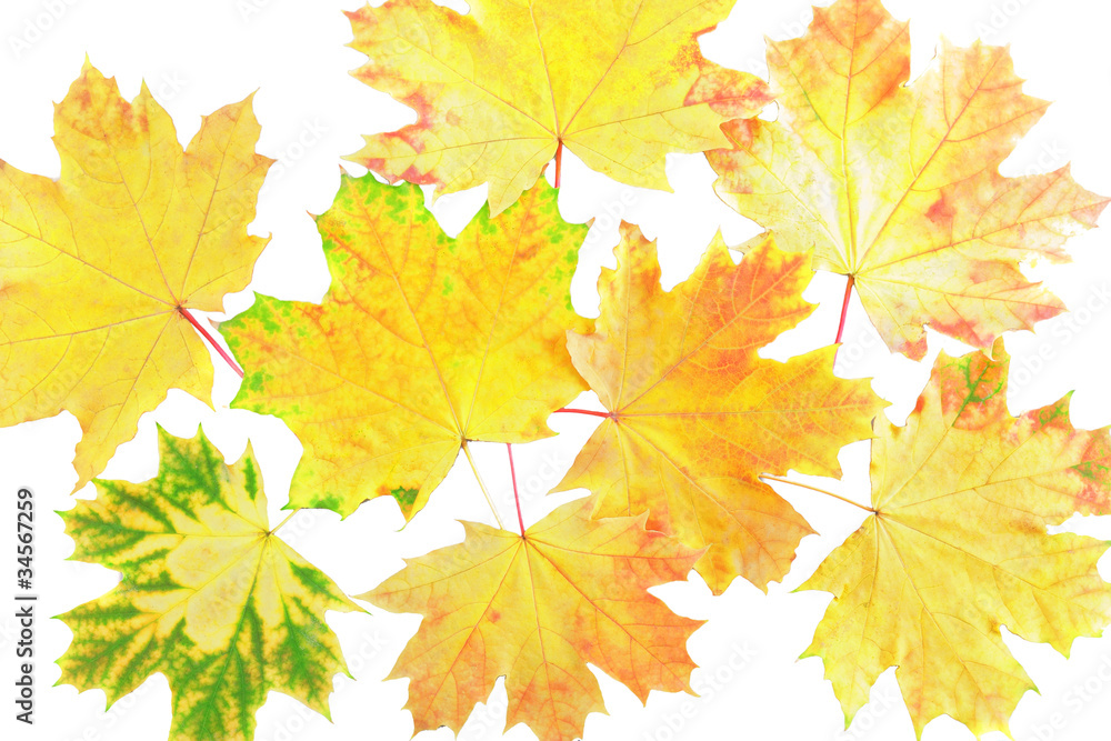 Obraz premium Background, wallpaper-perfect autumn leaf .