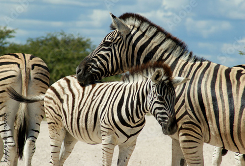 troupeau de zebres a Etosha