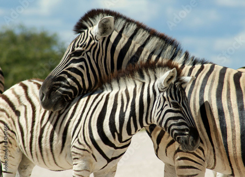 famille de zebres a Etosha 2 © Franck Monnot