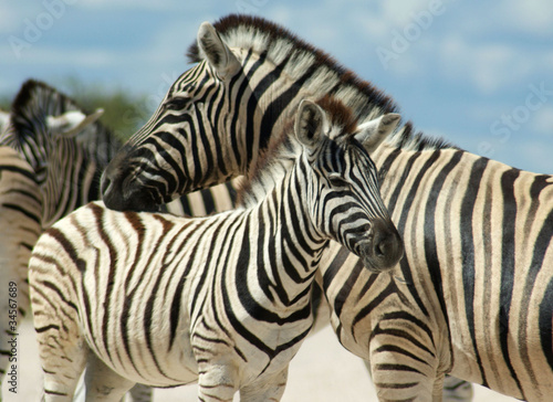 famille de zebres a Etosha