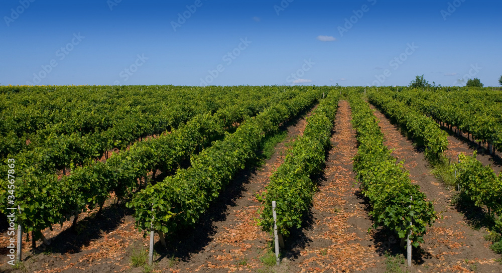 vine fields
