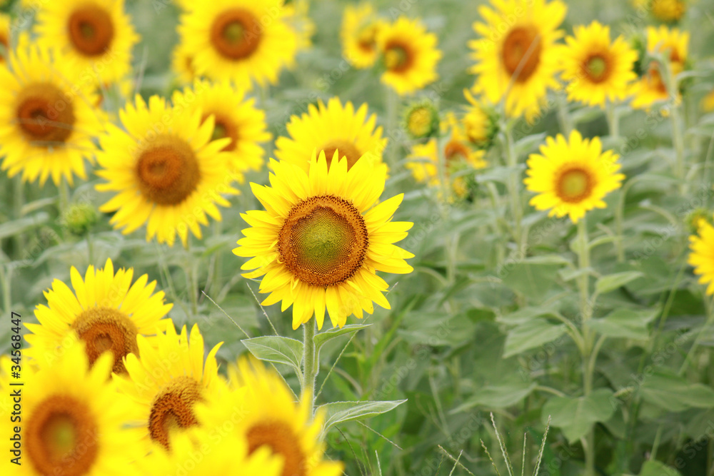 Sunflower in Flower Garden / GREEN