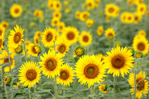 Fototapeta Naklejka Na Ścianę i Meble -  Sunflower in Flower Garden / GREEN