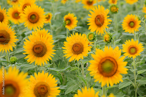 Fototapeta Naklejka Na Ścianę i Meble -  Sunflower in Flower Garden / GREEN