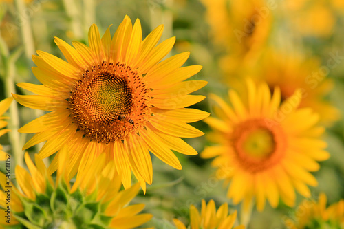 Sunflower in Flower Garden