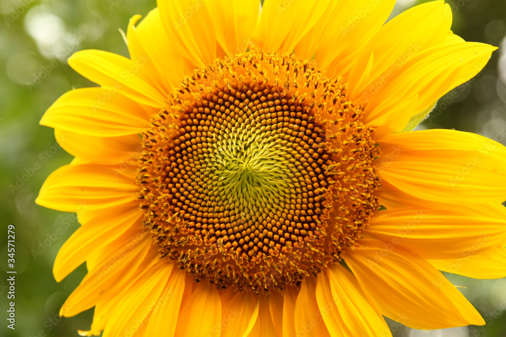 Sunburst Sunburst