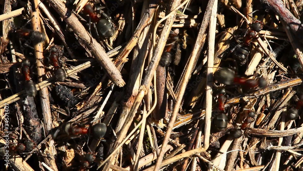 Vanity in the Anthill. Vanity in the Anthill.