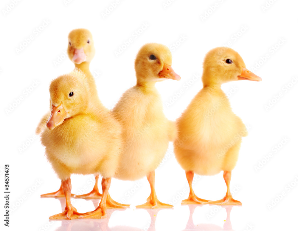 little yellow ducklings isolated on white