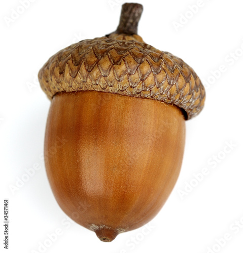 Dried acorn
