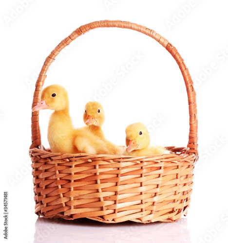 some ducklings in a basket isolated on white