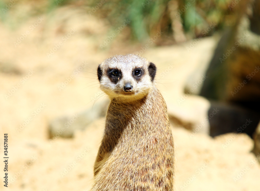 Fototapeta premium Suricata suricatta