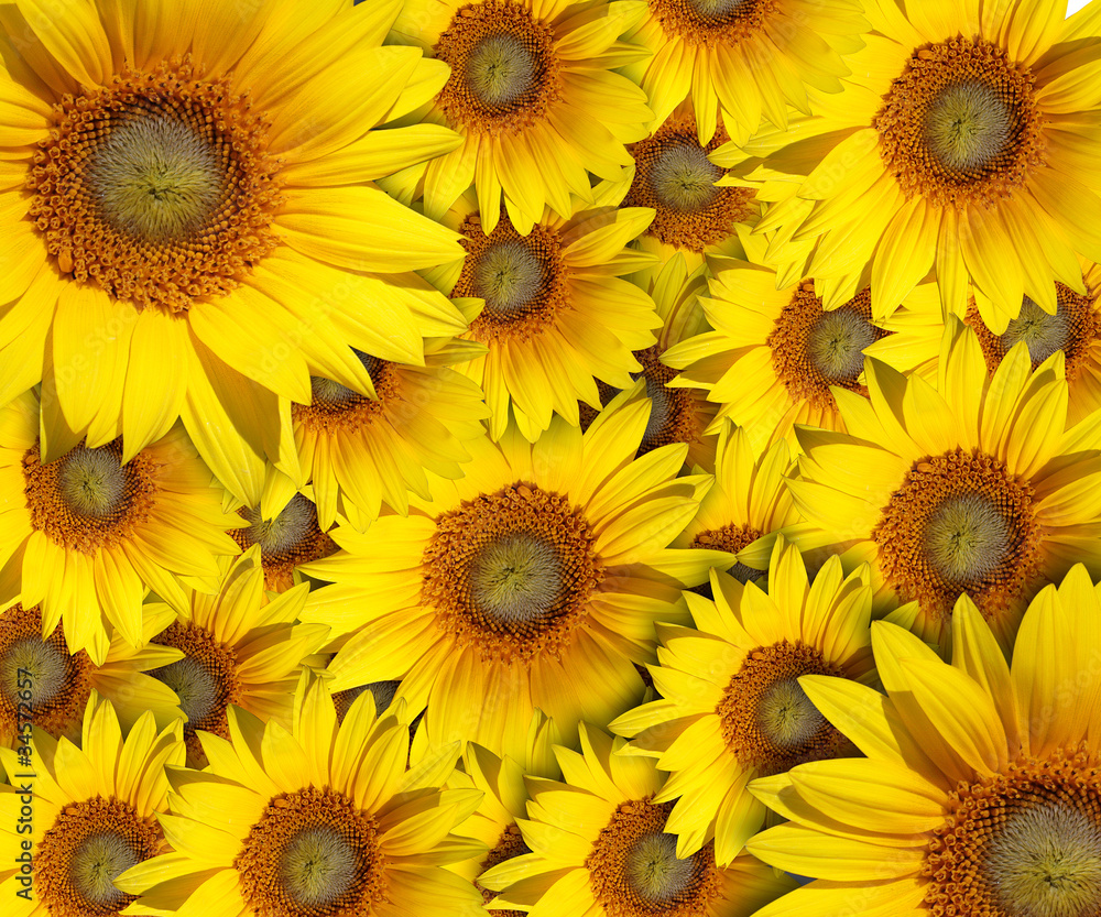 Obraz premium sunflower Background