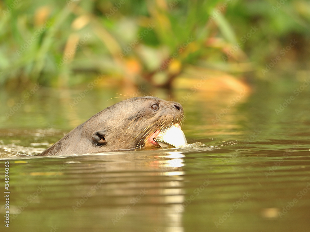 Fototapeta premium Riesenotter mit gefangenem Fisch