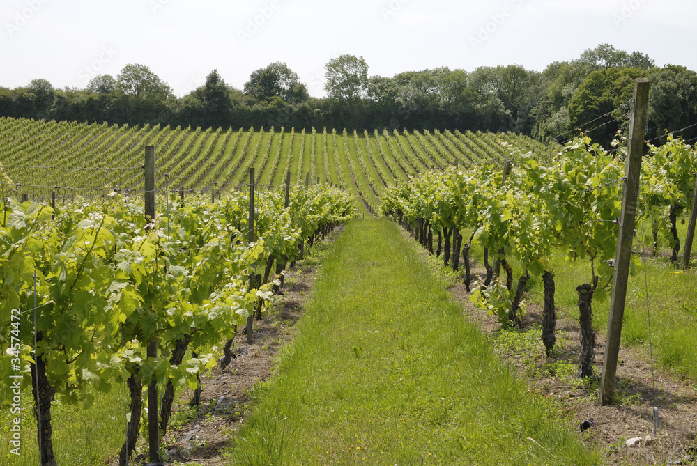 Rows of vines in English vineyard