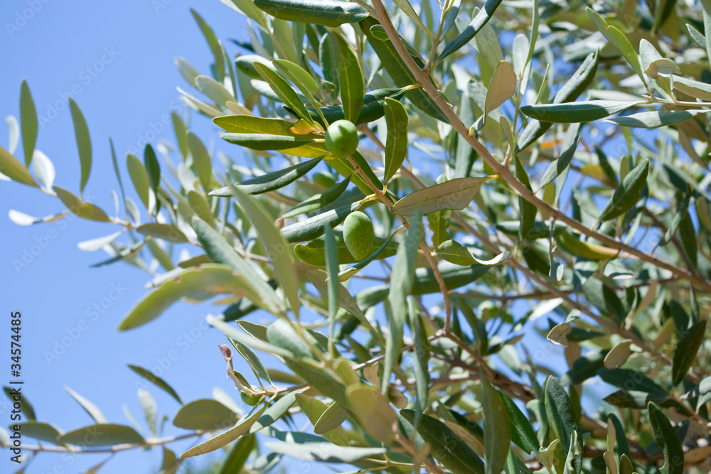 Obraz premium green olive tree with olive
