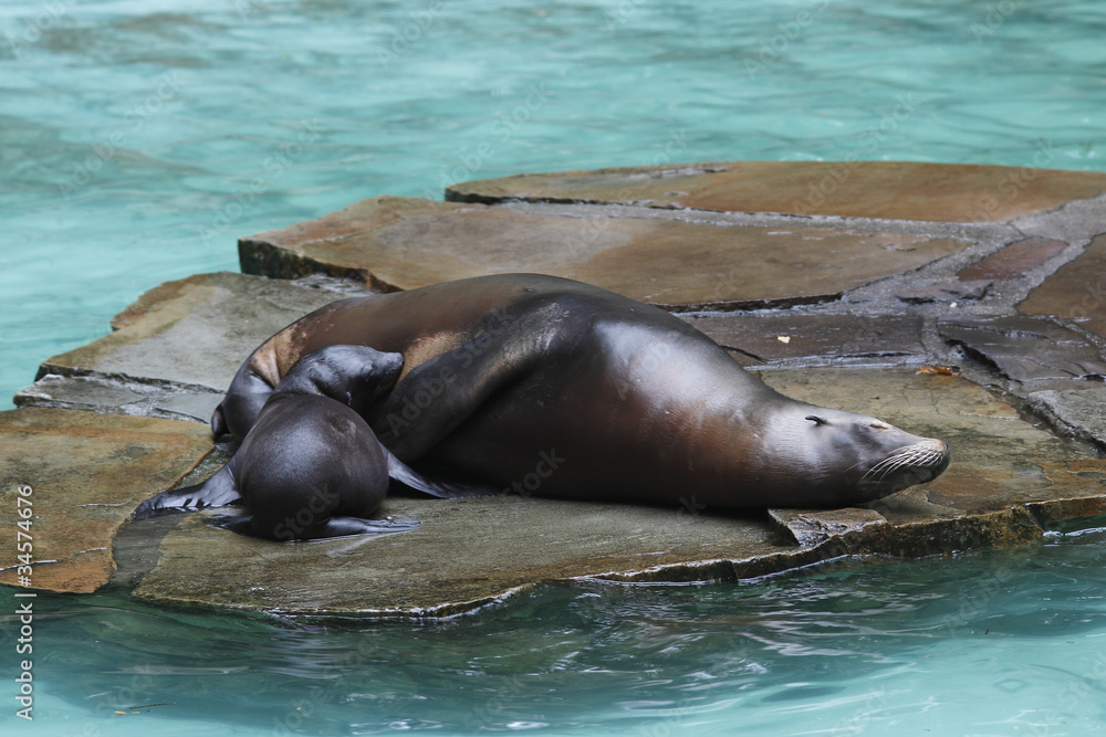 Fototapeta premium Seelöwenweibchen