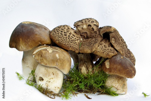 champignons photo