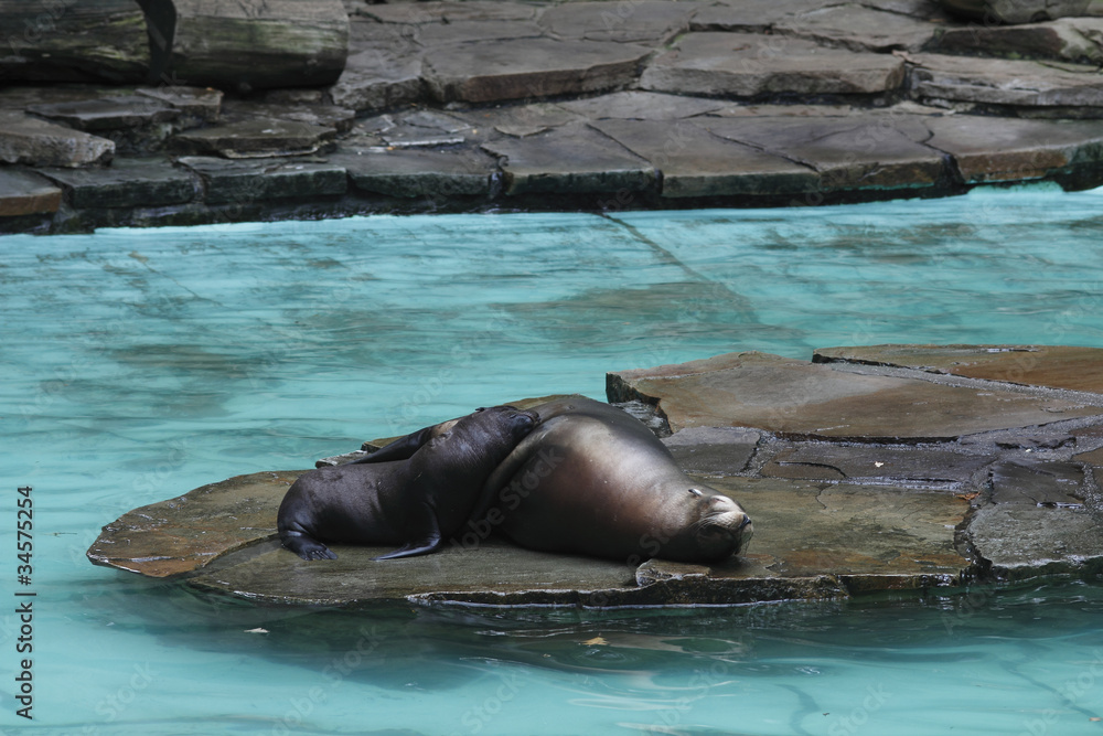 Fototapeta premium Seelöwenweibchen