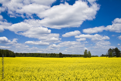 Yellow field and clouds