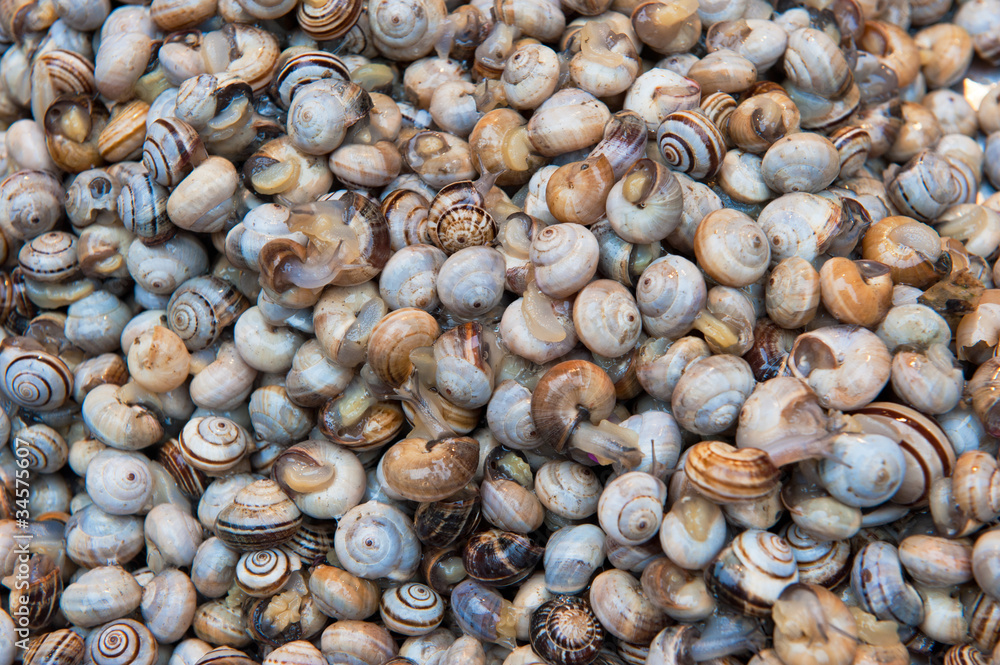 bovoletti, fresh snails bovoletti, fresh snails