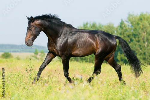 horse in freedom runs trot on the meadow