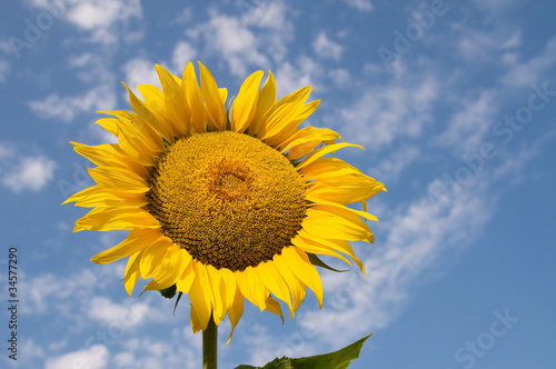 Sunflower closeup against blue sky