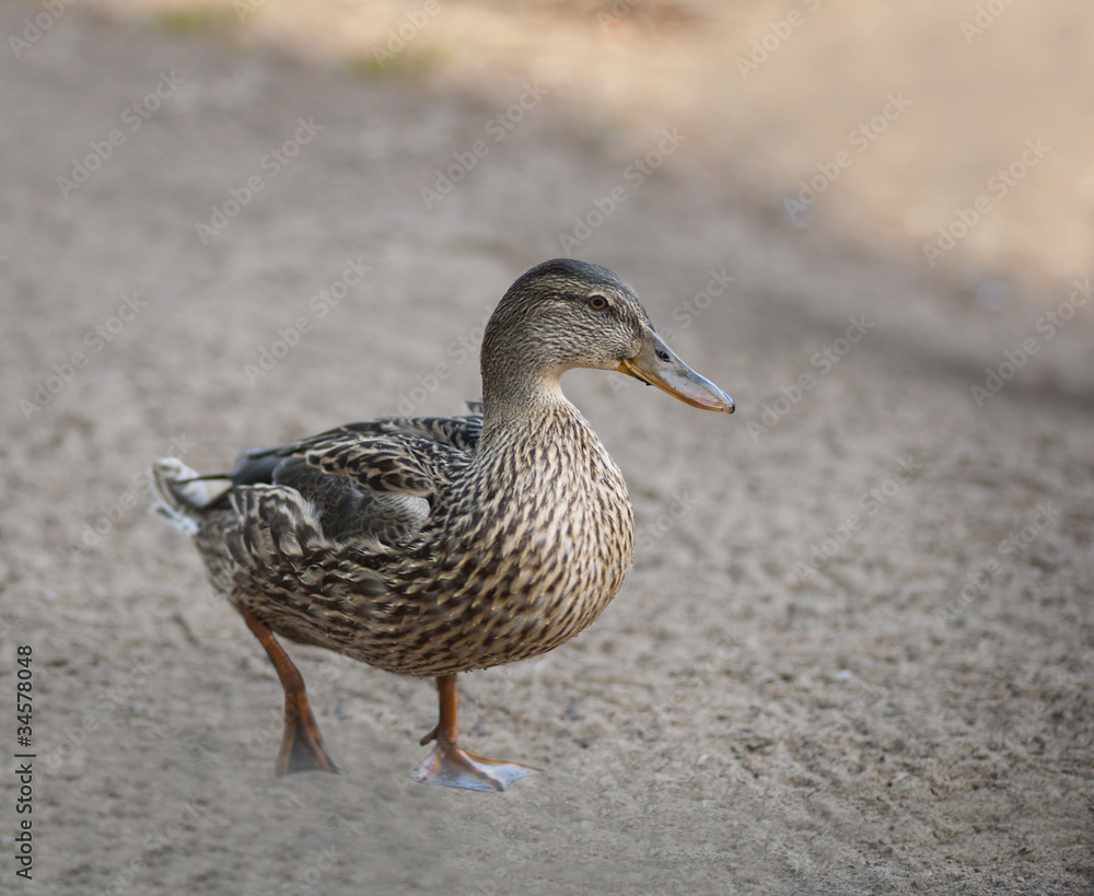 Female duck Female duck