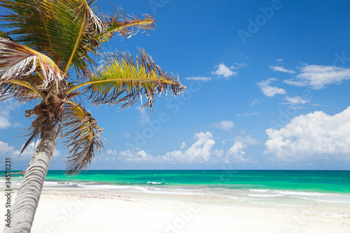 Fototapeta Naklejka Na Ścianę i Meble -  Coconut palm at beach