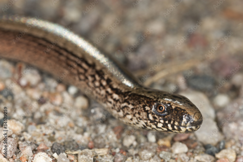 Slowworm, anguis fragilis extreme close up Slowworm, anguis fragilis extreme close up