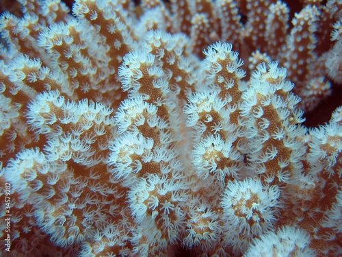 Leather, Coral  - Sarcophyton sp. photo