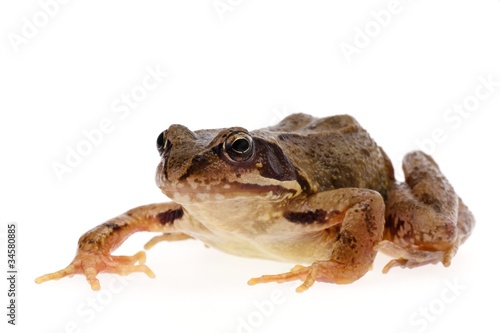 Common european frog, Rana temporaria, crawling